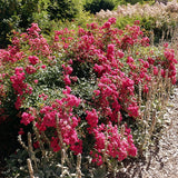 Trandafir Pomisor roz-magenta The Lovely Fairy, inflorire repetata