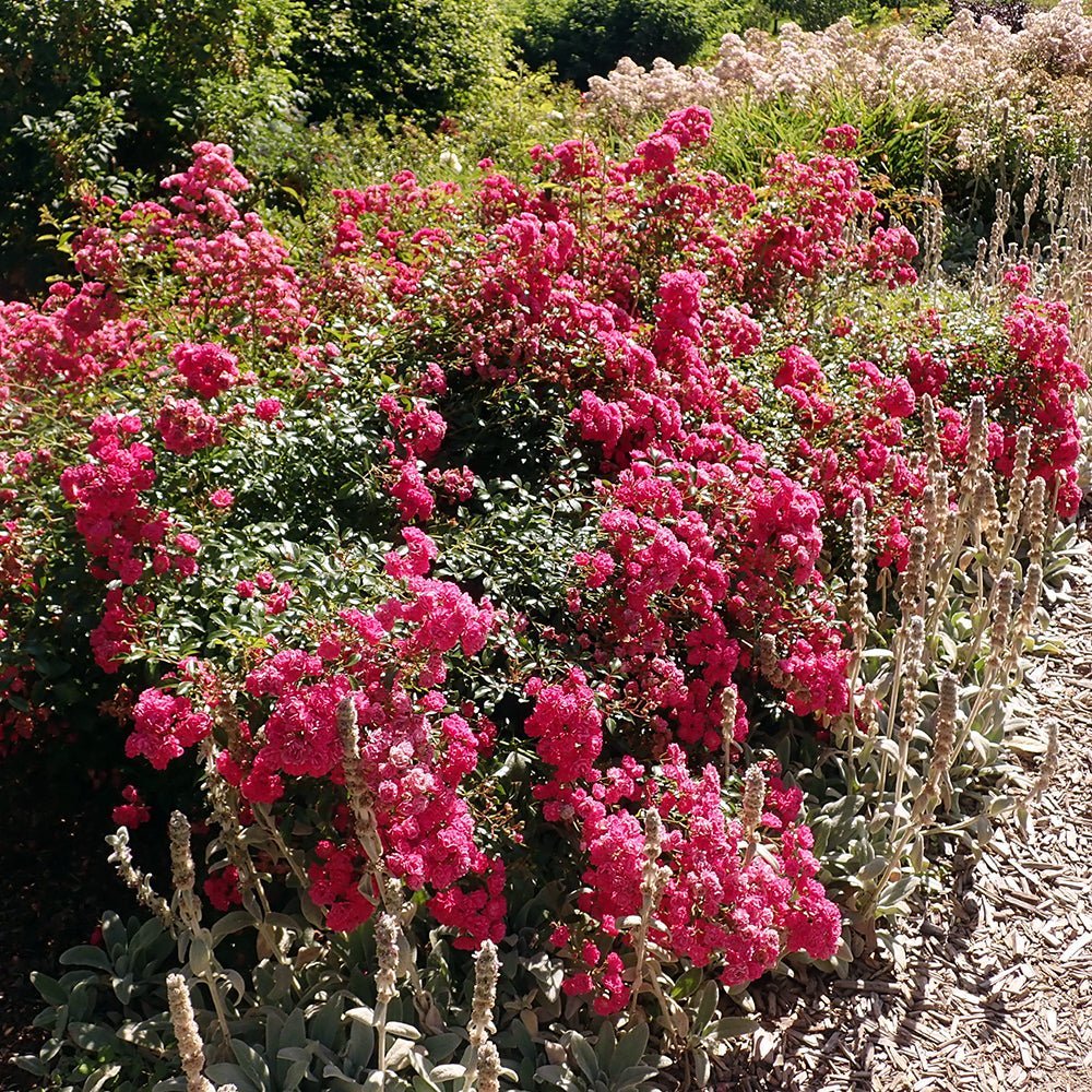 Trandafir tarator roz-magenta The Lovely Fairy, inflorire repetata