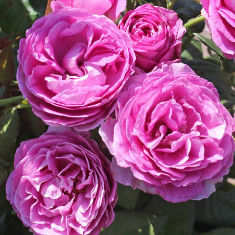Trandafir Tufa violet-roz Carmen Wurth, parfum intens