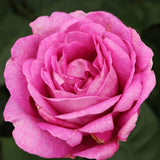 Trandafir Tufa violet-roz Carmen Wurth, parfum intens