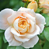 Trandafir Tufa alb-crem cais Lions-Rose,inflorire repetata