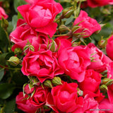 Trandafir Tufa roz-inchis Pink Forest Rose, inflorire repetata