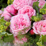 Trandafir Tufa roz-aprins Rosengraefin Marie Henriette, parfum intens