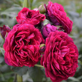 Trandafir Tufa rosu-bordeaux Astrid Von Hardenberg, parfum intens
