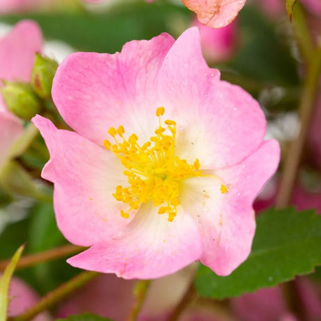 Trandafir Tufa roz-pal Rosy Boom, cu inflorire repetata