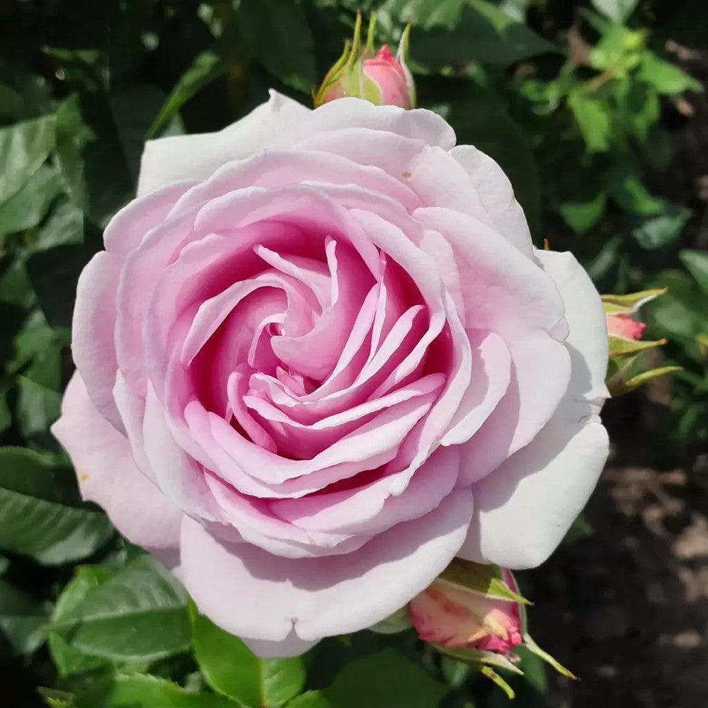 Trandafir Tufa roz-aprins Rosengraefin Marie Henriette, parfum intens
