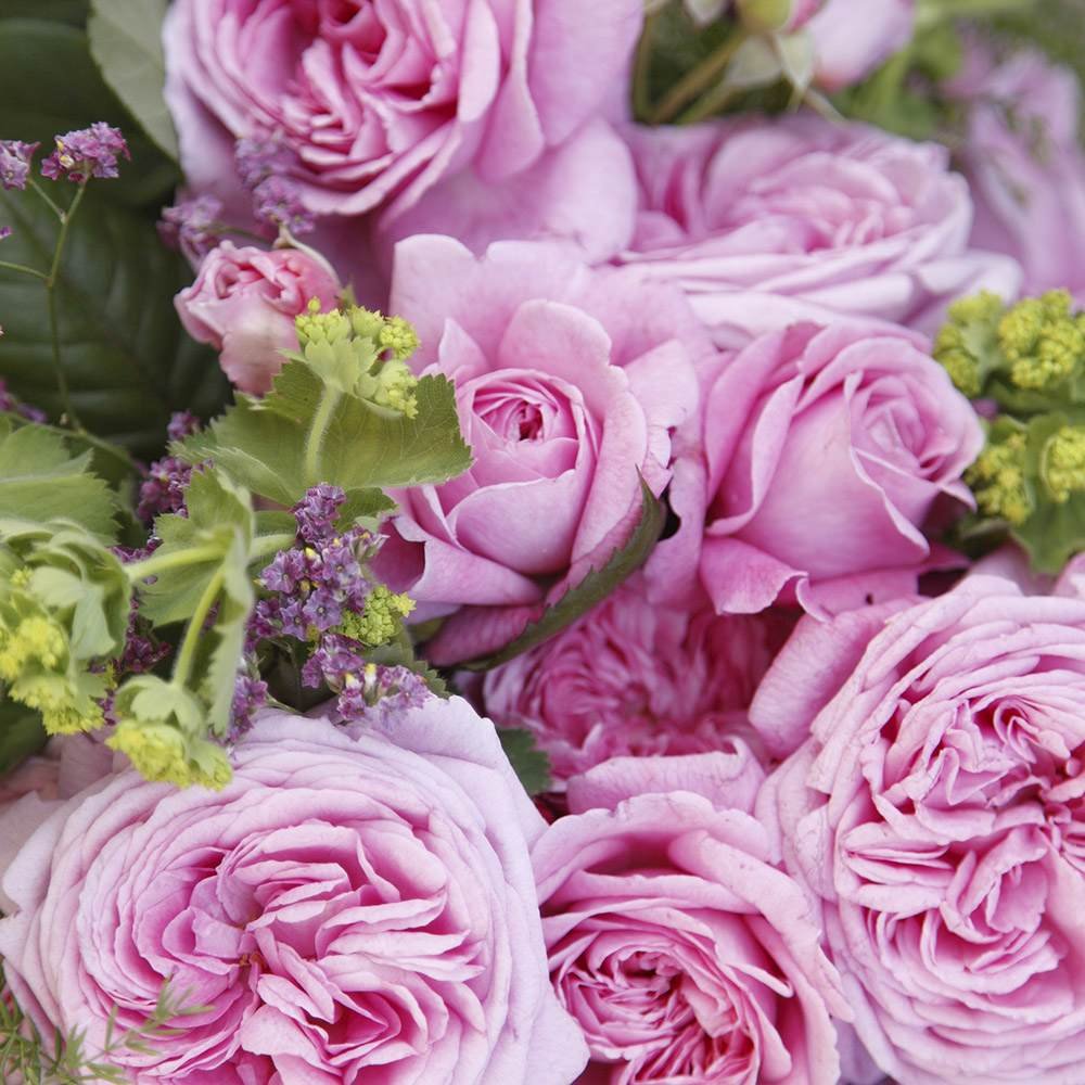Trandafir Tufa roz-aprins Rosengraefin Marie Henriette, parfum intens