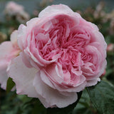 Trandafir Tufa roz-pastel Princesse de Luxemburg, parfum intens