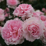 Trandafir Tufa roz-pastel Princesse de Luxemburg, parfum intens