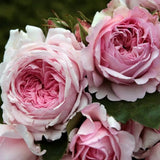 Trandafir Tufa roz-pastel Princesse de Luxemburg, parfum intens