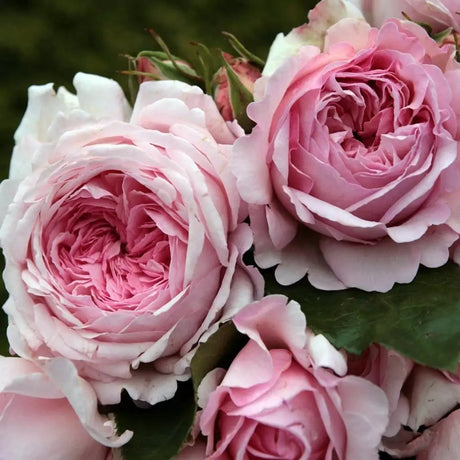Trandafir Tufa roz-pastel Princesse de Luxemburg, parfum intens