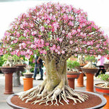 Пустинна роза (Adenium obesum)