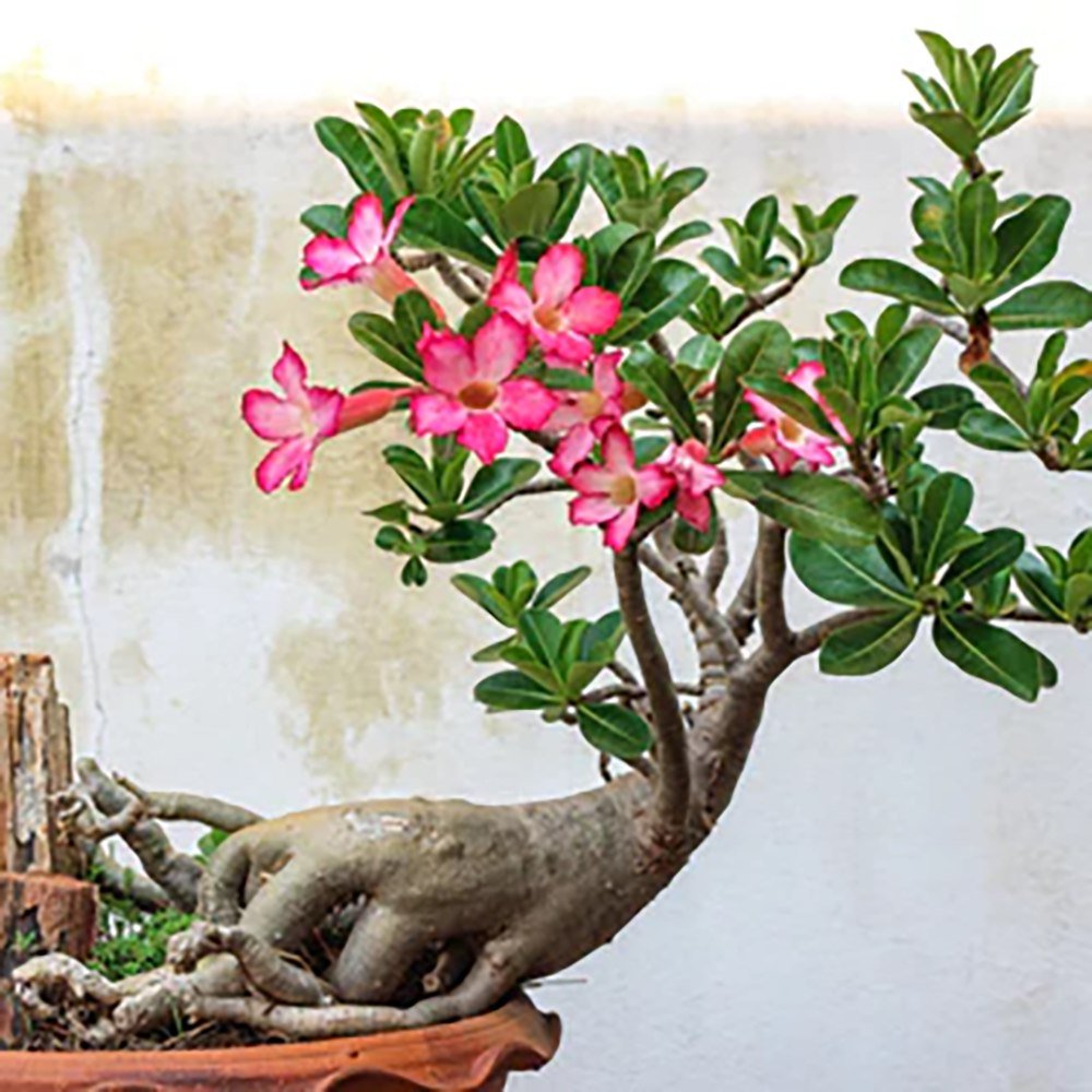 Пустинна роза (Adenium obesum)