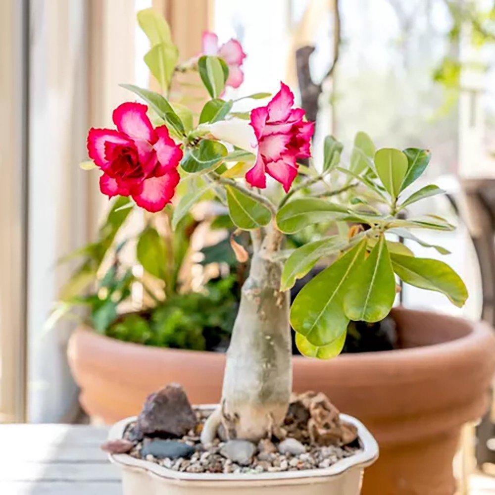 Trandafirul Desertului (Adenium obesum)
