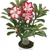 Trandafirul Desertului (Adenium obesum)