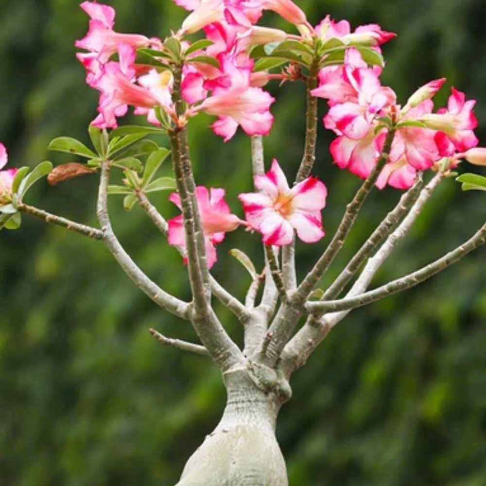 Trandafirul Desertului (Adenium obesum)