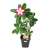 Trandafirul Desertului (Adenium obesum)