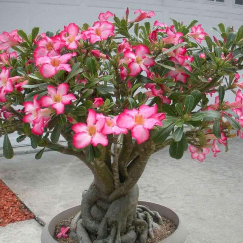 Trandafirul Desertului (Adenium obesum)