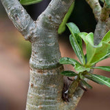 Пустинна роза (Adenium obesum)