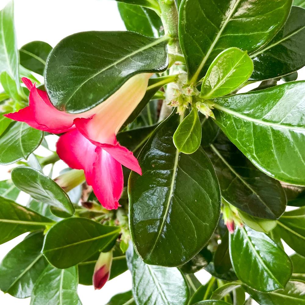 Trandafirul Desertului (Adenium obesum) Anouk