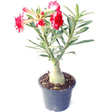 Trandafirul Desertului (Adenium obesum) Anouk
