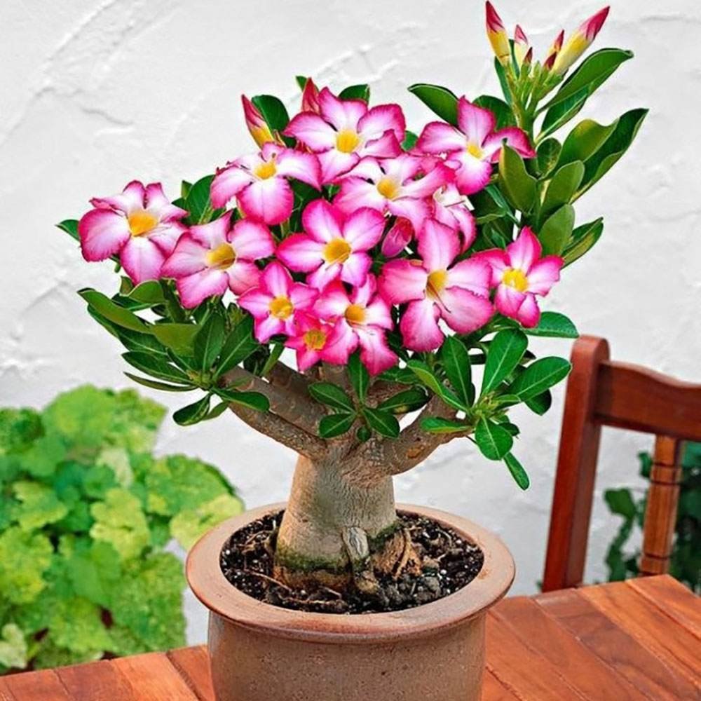 Бонсай баобаб от пустинна роза (Adenium Ansu Baobab)