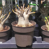 Trandafirul desertului Baobab Bonsai (Adenium Ansu Baobab) - VERDENA - 30 cm inaltime, ghiveci de 2 l