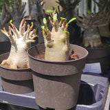 Trandafirul desertului Baobab Bonsai (Adenium Ansu Baobab) - VERDENA - 30 cm inaltime, ghiveci de 2 l