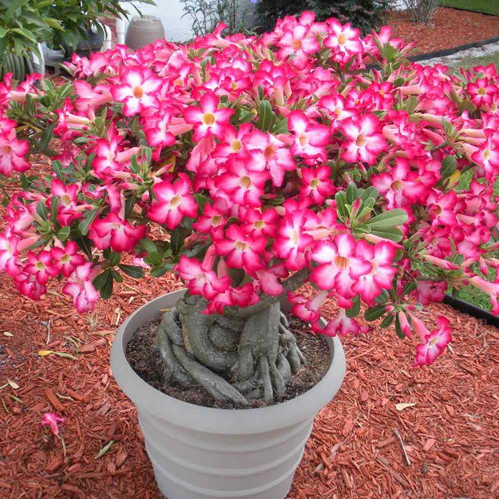 Бонсай баобаб от пустинна роза (Adenium Ansu Baobab)