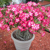 Бонсай баобаб от пустинна роза (Adenium Ansu Baobab)