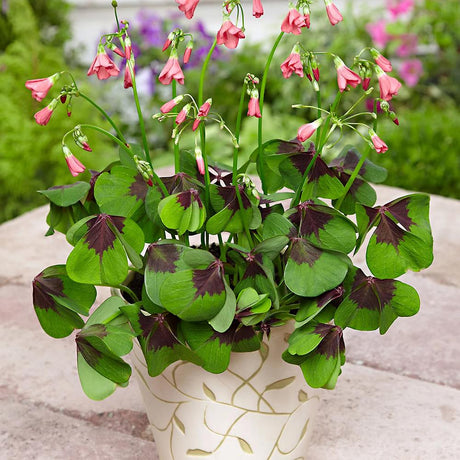 Trifoi Nobil Iron Cross (Oxalis triangularis)