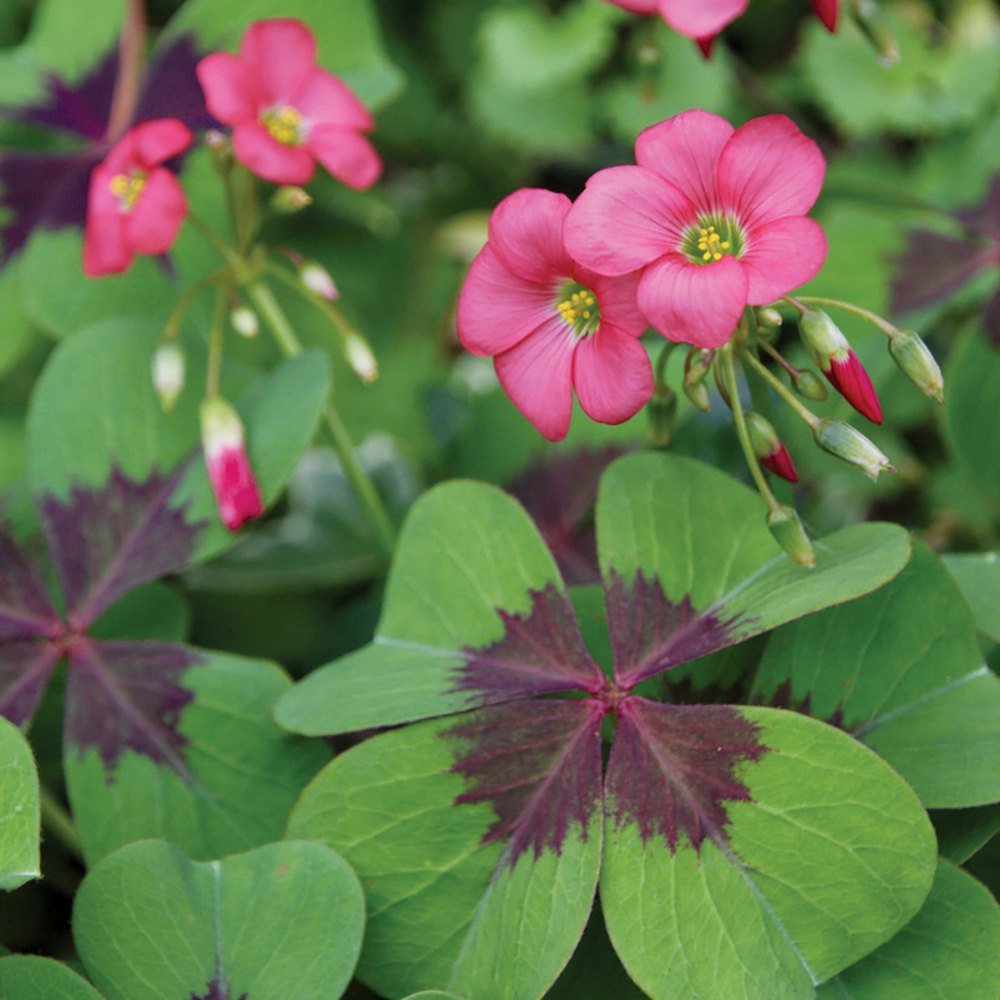 Trifoi Nobil Iron Cross (Oxalis triangularis) - VERDENA - 20 cm inaltime, ghiveci de 1.3 l