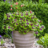 Trifoi Nobil Iron Cross (Oxalis triangularis)