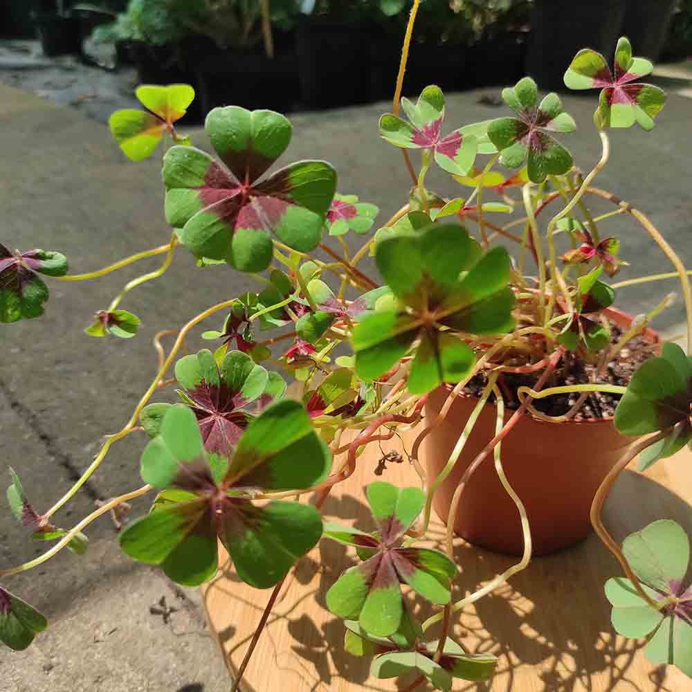 Trifoi Nobil Iron Cross (Oxalis triangularis) - VERDENA - 20 cm inaltime, ghiveci de 1.3 l