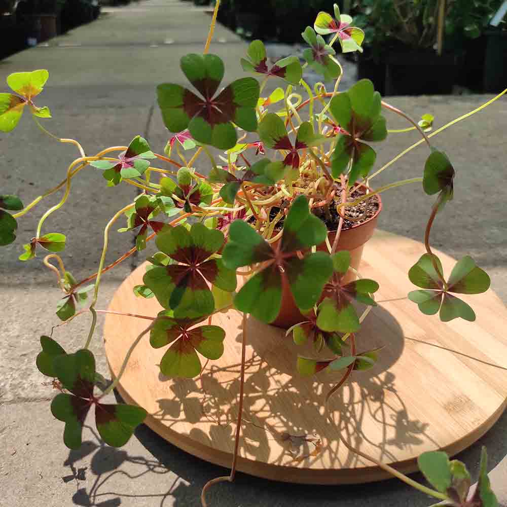 Trifoi Nobil Iron Cross (Oxalis triangularis) - VERDENA - 20 cm inaltime, ghiveci de 1.3 l