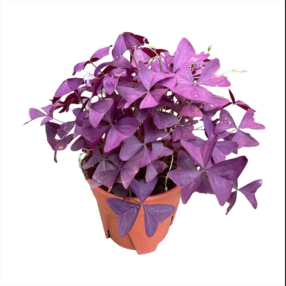 Trifoi Nobil Purpuriu (Oxalis triangularis)