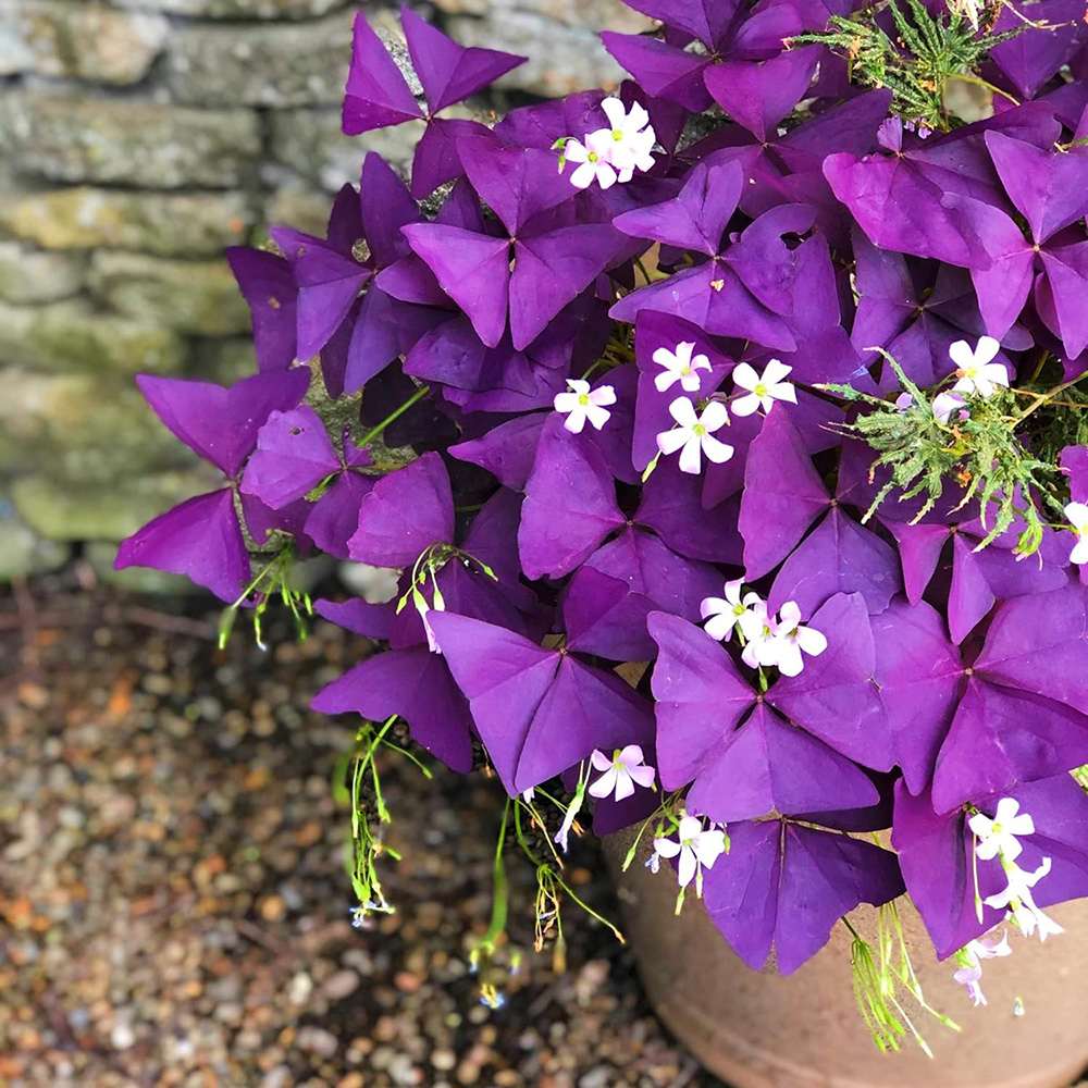 Trifoi Nobil Purpuriu (Oxalis triangularis) - VERDENA-18 cm inaltime, livrat in ghiveci de 1.2 l