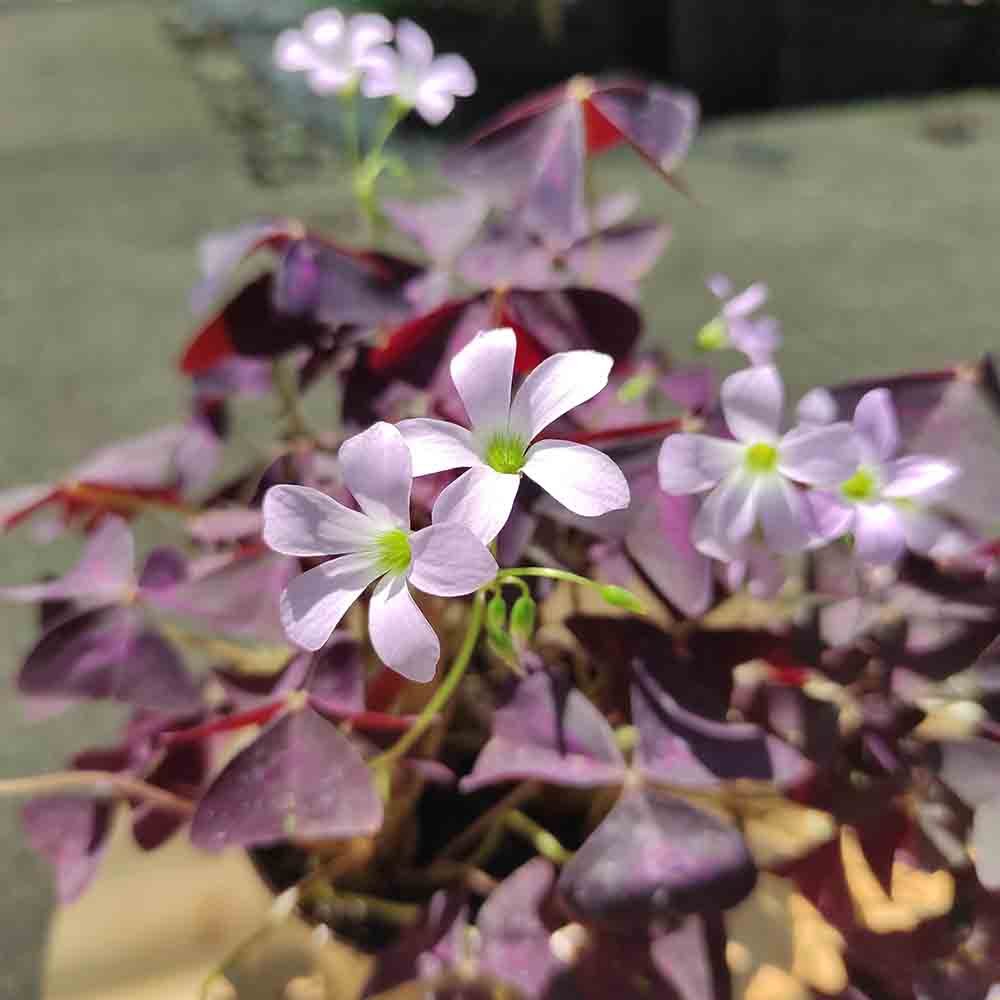 Trifoi Nobil Purpuriu (Oxalis triangularis) - VERDENA - 20 cm inaltime, ghiveci de 1.2 l