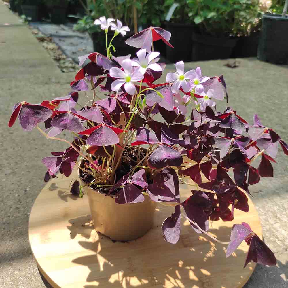 Trifoi Nobil Purpuriu (Oxalis triangularis)