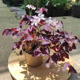 Trifoi Nobil Purpuriu (Oxalis triangularis)