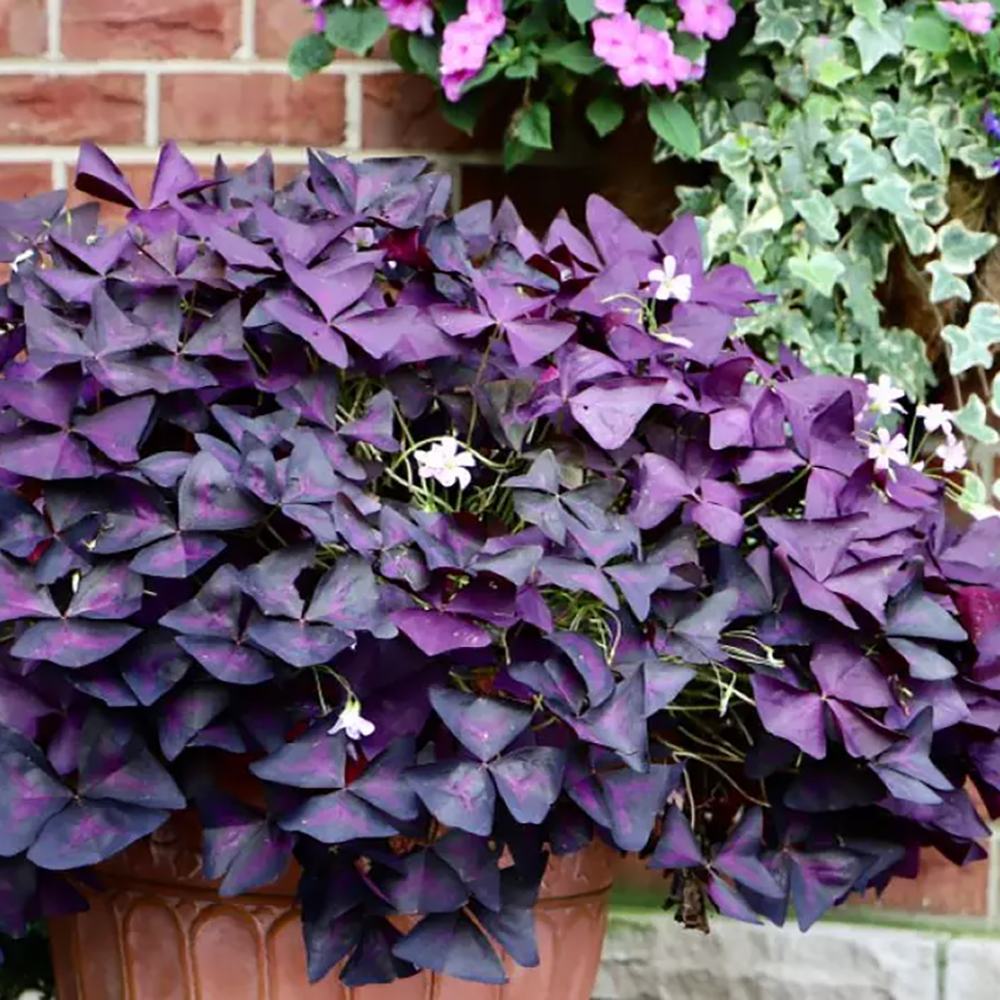 Trifoi Nobil Purpuriu (Oxalis triangularis)