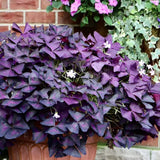 Trifoi Nobil Purpuriu (Oxalis triangularis)