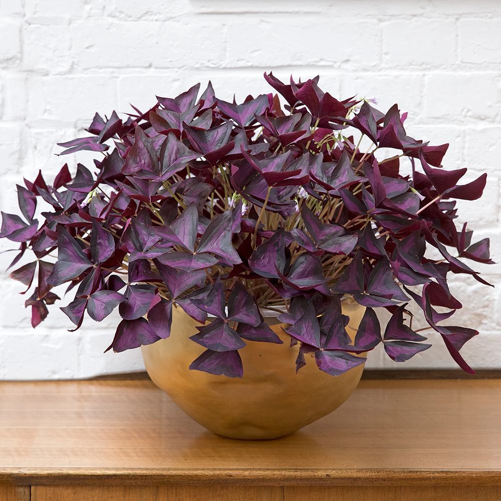Trifoi Nobil Purpuriu (Oxalis triangularis)
