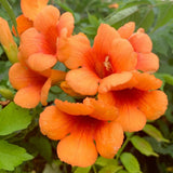 Trompeta Cataratoare Luleaua turcului Indian Summer, cu flori portocalii-aprins