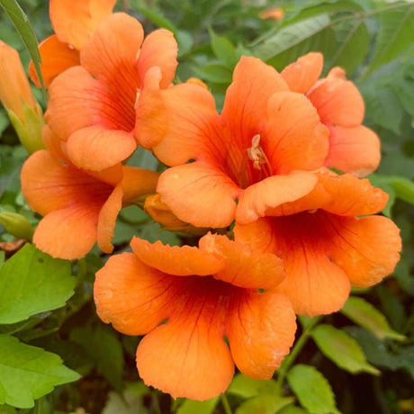 Trompeta Cataratoare Luleaua turcului Indian Summer, cu flori portocalii-aprins