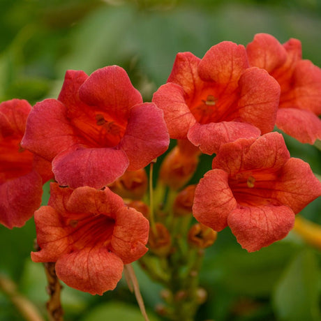 Trompeta Cataratoare, Luleaua turcului Flamenco, cu flori rosii-aprins