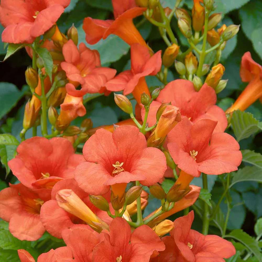 Trompeta Cataratoare, Luleaua turcului Madame Galen, cu flori somon