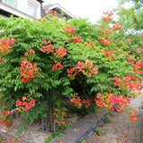 Trompeta Cataratoare, Luleaua turcului Madame Galen, cu flori somon