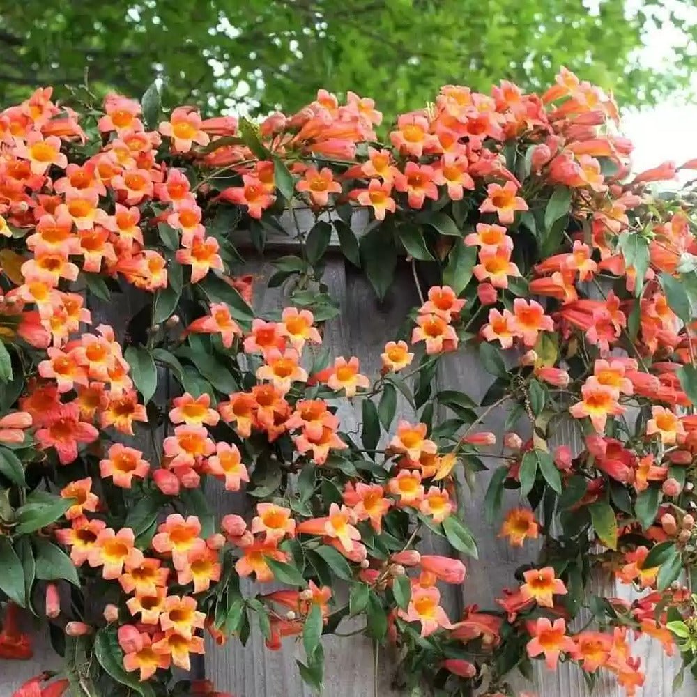 Trompeta Cataratoare, Luleaua turcului Radicans Stromboli, cu flori rosii