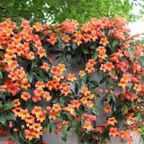 Trompeta Cataratoare, Luleaua turcului Radicans Stromboli, cu flori rosii